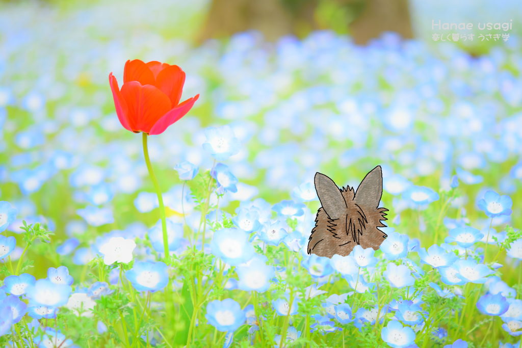 うさぎさんと病気