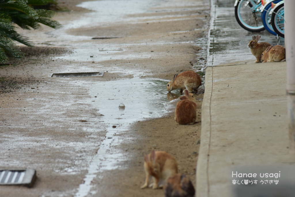 雨のうさぎ島