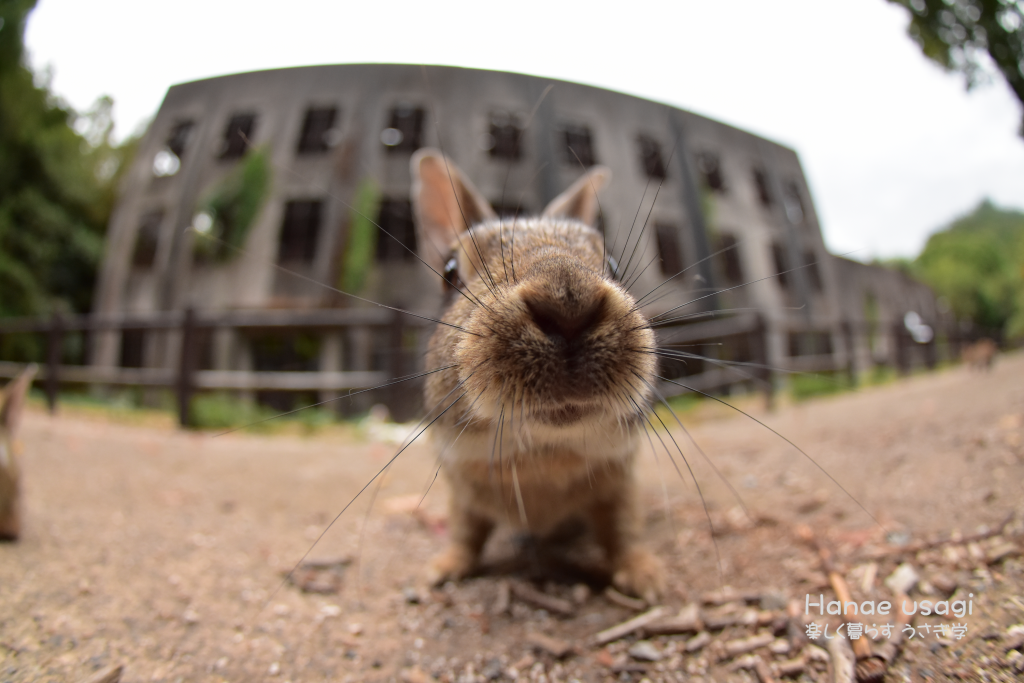 ウサギ島のうさぎと戦争遺跡