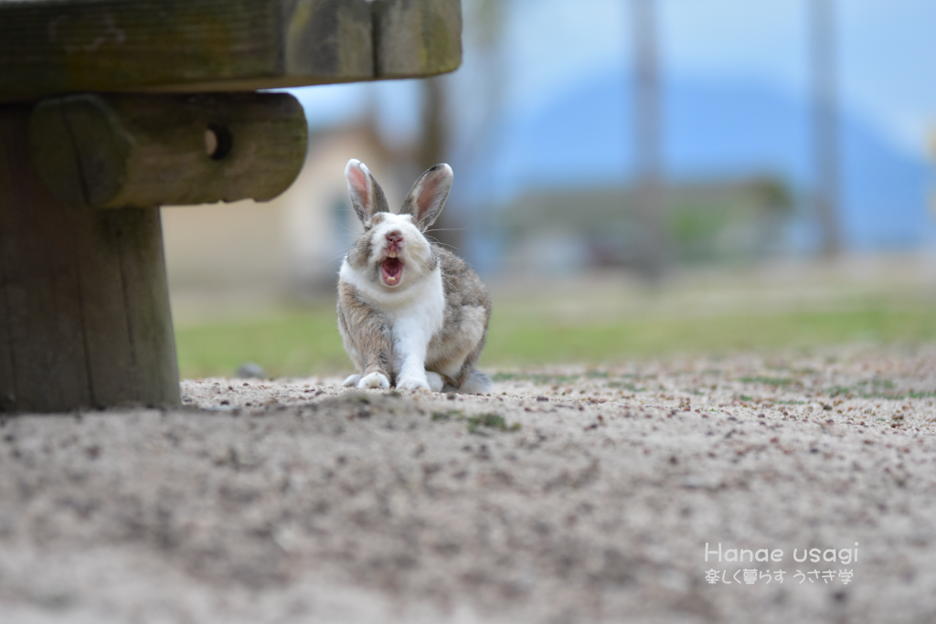 ウサギ島のうさぎのあくび