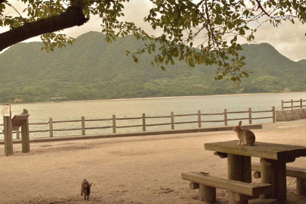 ウサギ島の日の出