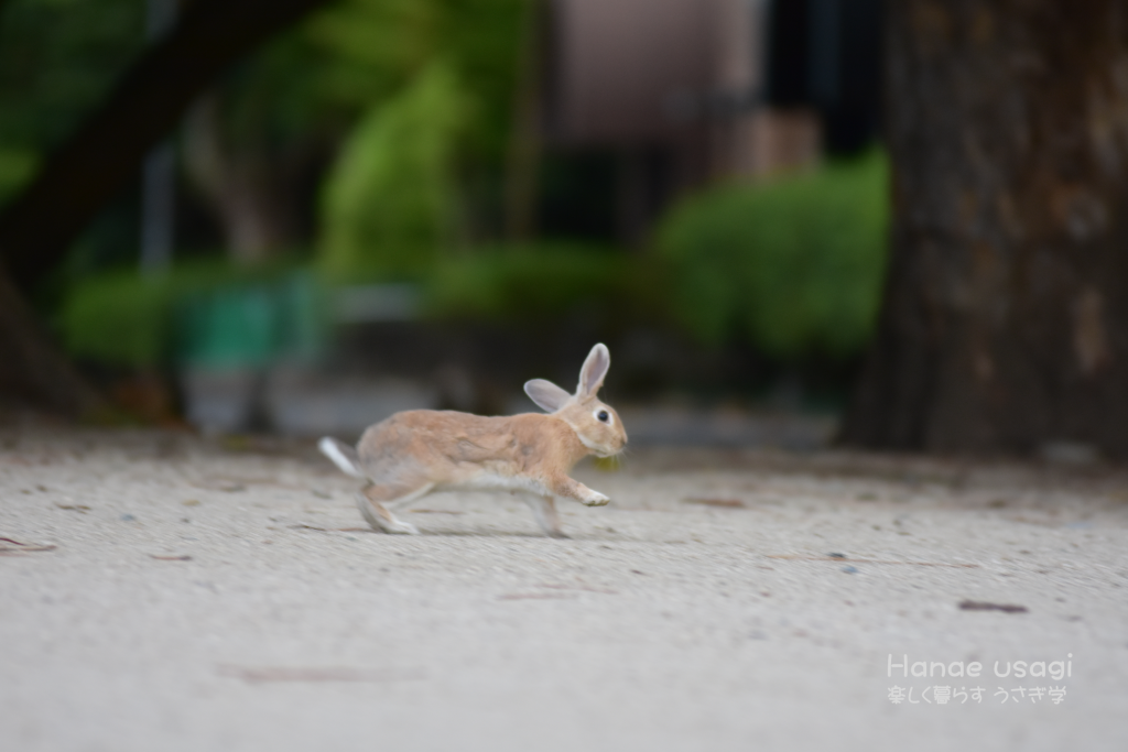 うさぎ島のうさぎ、過酷だけど生きる