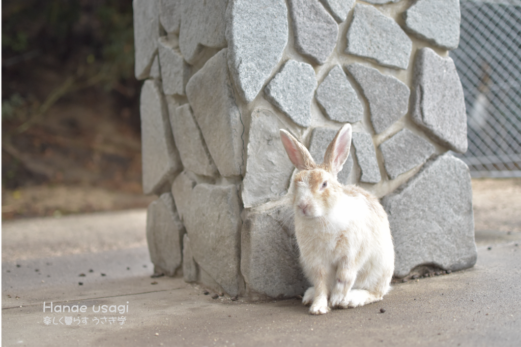 ウサギ島で、傷つくうさぎさん